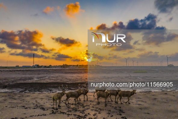 A group of elk, a Class I national wildlife protection animal, play on a beach in Yancheng, China, on September 10, 2024. 