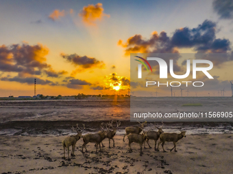 A group of elk, a Class I national wildlife protection animal, play on a beach in Yancheng, China, on September 10, 2024. (