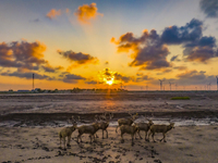 A group of elk, a Class I national wildlife protection animal, play on a beach in Yancheng, China, on September 10, 2024. (