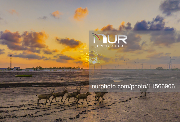 A group of elk, a Class I national wildlife protection animal, play on a beach in Yancheng, China, on September 10, 2024. 