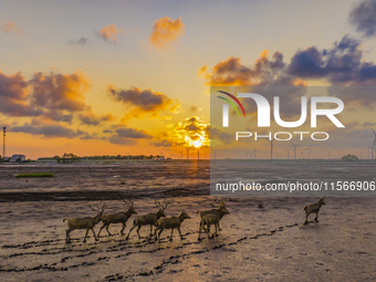 A group of elk, a Class I national wildlife protection animal, play on a beach in Yancheng, China, on September 10, 2024. (