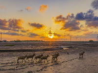 A group of elk, a Class I national wildlife protection animal, play on a beach in Yancheng, China, on September 10, 2024. (