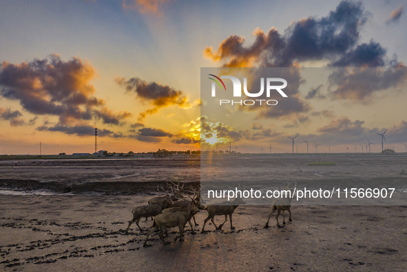 A group of elk, a Class I national wildlife protection animal, play on a beach in Yancheng, China, on September 10, 2024. 