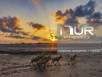 A group of elk, a Class I national wildlife protection animal, play on a beach in Yancheng, China, on September 10, 2024. (