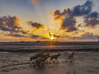 A group of elk, a Class I national wildlife protection animal, play on a beach in Yancheng, China, on September 10, 2024. (