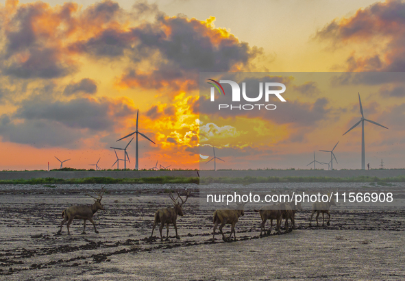 A group of elk, a Class I national wildlife protection animal, play on a beach in Yancheng, China, on September 10, 2024. 