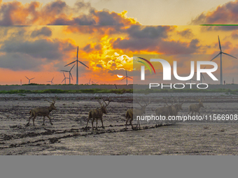 A group of elk, a Class I national wildlife protection animal, play on a beach in Yancheng, China, on September 10, 2024. (