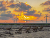 A group of elk, a Class I national wildlife protection animal, play on a beach in Yancheng, China, on September 10, 2024. (