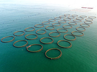 Workers work in a breeding area at a marine ranch in Dinghai Bay, Lianjiang County in Fuzhou, China, on September 10, 2024. (