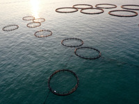 Workers work in a breeding area at a marine ranch in Dinghai Bay, Lianjiang County in Fuzhou, China, on September 10, 2024. (