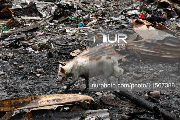 A dog is seen among the rubble of damaged houses following a huge fire that engulfs at least 800 houses in Bacoor, Cavite, the Philippines,...