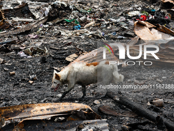 A dog is seen among the rubble of damaged houses following a huge fire that engulfs at least 800 houses in Bacoor, Cavite, the Philippines,...