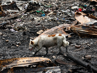 A dog is seen among the rubble of damaged houses following a huge fire that engulfs at least 800 houses in Bacoor, Cavite, the Philippines,...