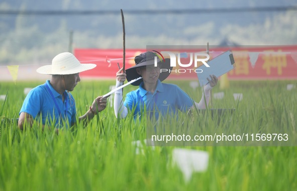 Seed inspectors compete to determine the purity of rice seeds in a paddy field at the National (Hangzhou Lin 'an) crop variety Area test sta...