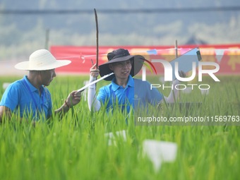 Seed inspectors compete to determine the purity of rice seeds in a paddy field at the National (Hangzhou Lin 'an) crop variety Area test sta...