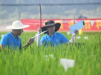 Seed inspectors compete to determine the purity of rice seeds in a paddy field at the National (Hangzhou Lin 'an) crop variety Area test sta...