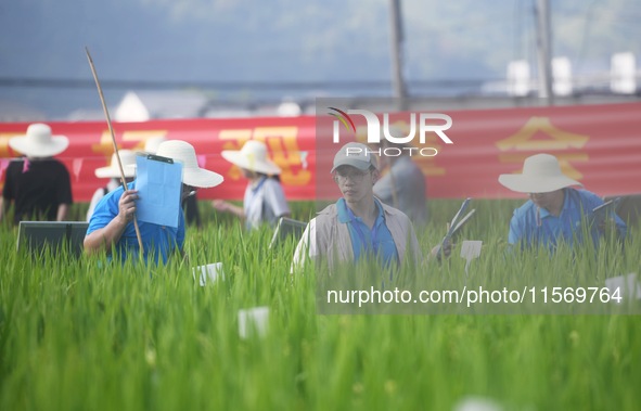 Seed inspectors compete to determine the purity of rice seeds in a paddy field at the National (Hangzhou Lin 'an) crop variety Area test sta...