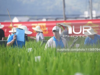 Seed inspectors compete to determine the purity of rice seeds in a paddy field at the National (Hangzhou Lin 'an) crop variety Area test sta...