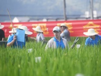 Seed inspectors compete to determine the purity of rice seeds in a paddy field at the National (Hangzhou Lin 'an) crop variety Area test sta...