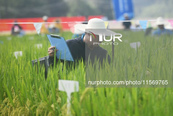 Seed inspectors compete to determine the purity of rice seeds in a paddy field at the National (Hangzhou Lin 'an) crop variety Area test sta...