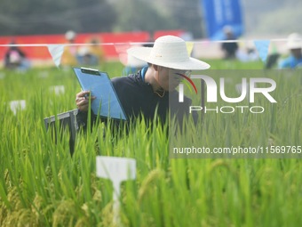 Seed inspectors compete to determine the purity of rice seeds in a paddy field at the National (Hangzhou Lin 'an) crop variety Area test sta...