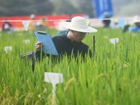 Seed inspectors compete to determine the purity of rice seeds in a paddy field at the National (Hangzhou Lin 'an) crop variety Area test sta...