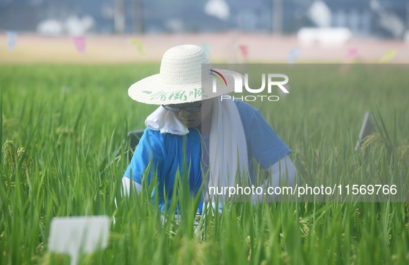 Seed inspectors compete to determine the purity of rice seeds in a paddy field at the National (Hangzhou Lin 'an) crop variety Area test sta...