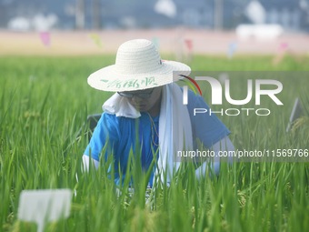 Seed inspectors compete to determine the purity of rice seeds in a paddy field at the National (Hangzhou Lin 'an) crop variety Area test sta...