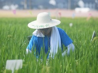 Seed inspectors compete to determine the purity of rice seeds in a paddy field at the National (Hangzhou Lin 'an) crop variety Area test sta...