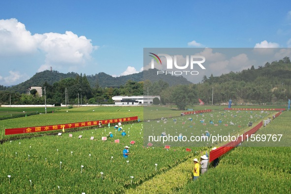 Seed inspectors compete to determine the purity of rice seeds in a paddy field at the National (Hangzhou Lin 'an) crop variety Area test sta...