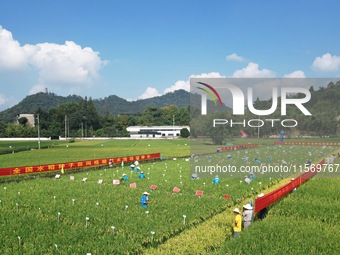 Seed inspectors compete to determine the purity of rice seeds in a paddy field at the National (Hangzhou Lin 'an) crop variety Area test sta...