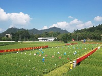 Seed inspectors compete to determine the purity of rice seeds in a paddy field at the National (Hangzhou Lin 'an) crop variety Area test sta...