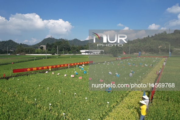 Seed inspectors compete to determine the purity of rice seeds in a paddy field at the National (Hangzhou Lin 'an) crop variety Area test sta...