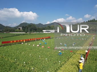 Seed inspectors compete to determine the purity of rice seeds in a paddy field at the National (Hangzhou Lin 'an) crop variety Area test sta...