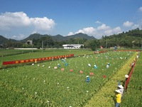 Seed inspectors compete to determine the purity of rice seeds in a paddy field at the National (Hangzhou Lin 'an) crop variety Area test sta...