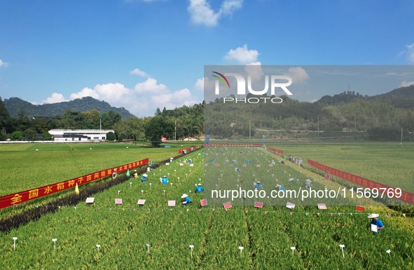 Seed inspectors compete to determine the purity of rice seeds in a paddy field at the National (Hangzhou Lin 'an) crop variety Area test sta...