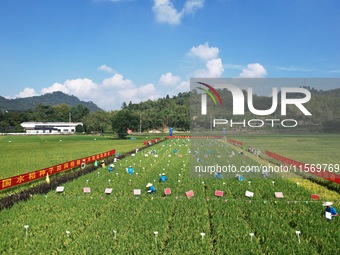 Seed inspectors compete to determine the purity of rice seeds in a paddy field at the National (Hangzhou Lin 'an) crop variety Area test sta...