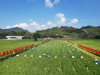 Seed inspectors compete to determine the purity of rice seeds in a paddy field at the National (Hangzhou Lin 'an) crop variety Area test sta...