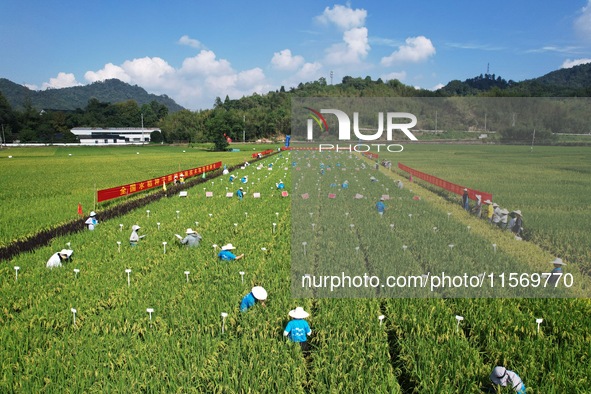 Seed inspectors compete to determine the purity of rice seeds in a paddy field at the National (Hangzhou Lin 'an) crop variety Area test sta...