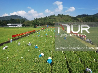 Seed inspectors compete to determine the purity of rice seeds in a paddy field at the National (Hangzhou Lin 'an) crop variety Area test sta...