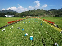 Seed inspectors compete to determine the purity of rice seeds in a paddy field at the National (Hangzhou Lin 'an) crop variety Area test sta...