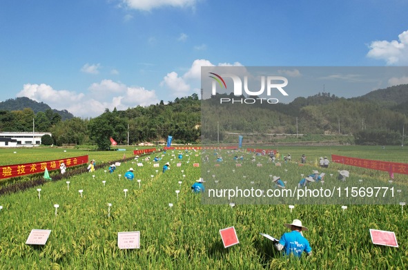 Seed inspectors compete to determine the purity of rice seeds in a paddy field at the National (Hangzhou Lin 'an) crop variety Area test sta...