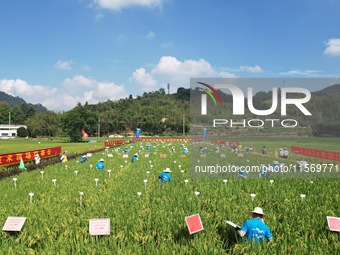 Seed inspectors compete to determine the purity of rice seeds in a paddy field at the National (Hangzhou Lin 'an) crop variety Area test sta...