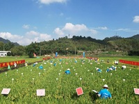 Seed inspectors compete to determine the purity of rice seeds in a paddy field at the National (Hangzhou Lin 'an) crop variety Area test sta...