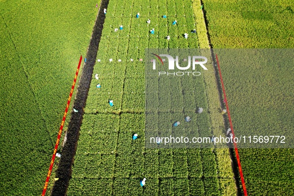 Seed inspectors compete to determine the purity of rice seeds in a paddy field at the National (Hangzhou Lin 'an) crop variety Area test sta...