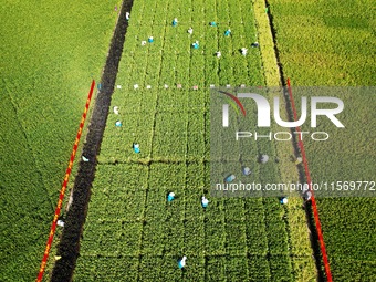 Seed inspectors compete to determine the purity of rice seeds in a paddy field at the National (Hangzhou Lin 'an) crop variety Area test sta...