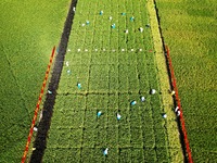 Seed inspectors compete to determine the purity of rice seeds in a paddy field at the National (Hangzhou Lin 'an) crop variety Area test sta...