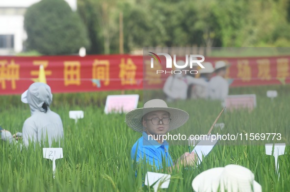 Seed inspectors compete to determine the purity of rice seeds in a paddy field at the National (Hangzhou Lin 'an) crop variety Area test sta...