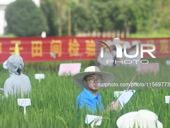 Seed inspectors compete to determine the purity of rice seeds in a paddy field at the National (Hangzhou Lin 'an) crop variety Area test sta...