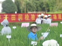 Seed inspectors compete to determine the purity of rice seeds in a paddy field at the National (Hangzhou Lin 'an) crop variety Area test sta...